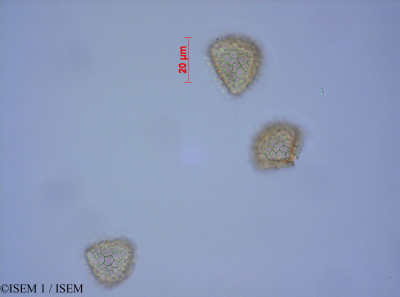 ISEM 1/Lycopodium_clavatum_82077/Lycopodium_clavatum_82077_0001(copy)_thumb.jpg